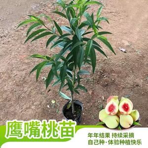 鹰嘴桃果树苗嫁接桃树苗三月桃脆桃大苗阳台盆栽地栽南方种植带土