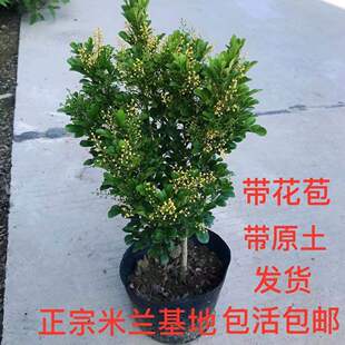 米兰花盆栽花卉老桩植物室外阳台庭院四季常绿开花美观易活芳香花