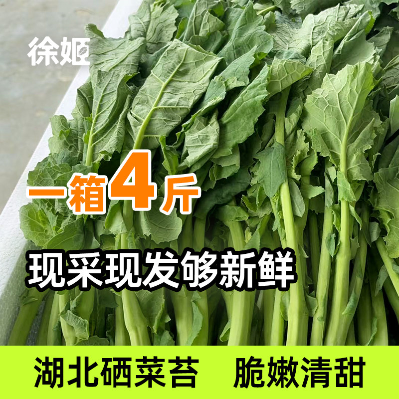 湖北硒菜苔4斤装新鲜蔬菜现采现发新鲜脆嫩清甜四季蔬菜