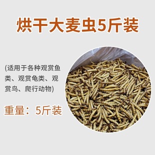 烘干大麦虫蛋白虫龙鱼饲料大面包虫干仓鼠龟罗汉血鹦鹉地图鱼粮食