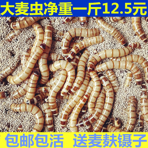 大麦虫活虫鲜活面包虫黄粉虫金龙鱼宠物八哥画眉鸟食活体虫子词料