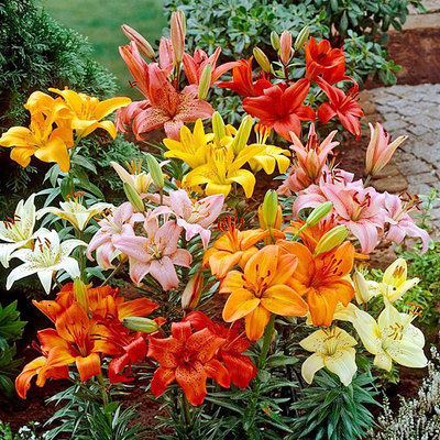 百合花种球亚洲la庭院阳台