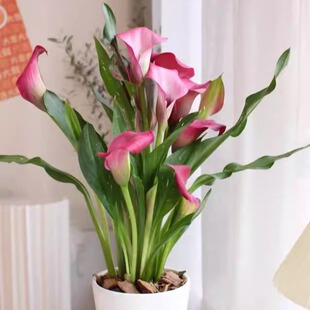 彩色马蹄莲种球球根花卉块茎大种球好养易活多年生种球