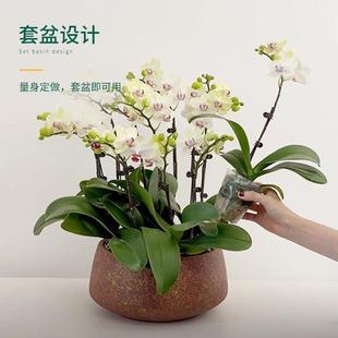 陶瓷花盆家用大号白色北欧轻奢高级大口径兰花多肉蝴蝶兰专用套盆