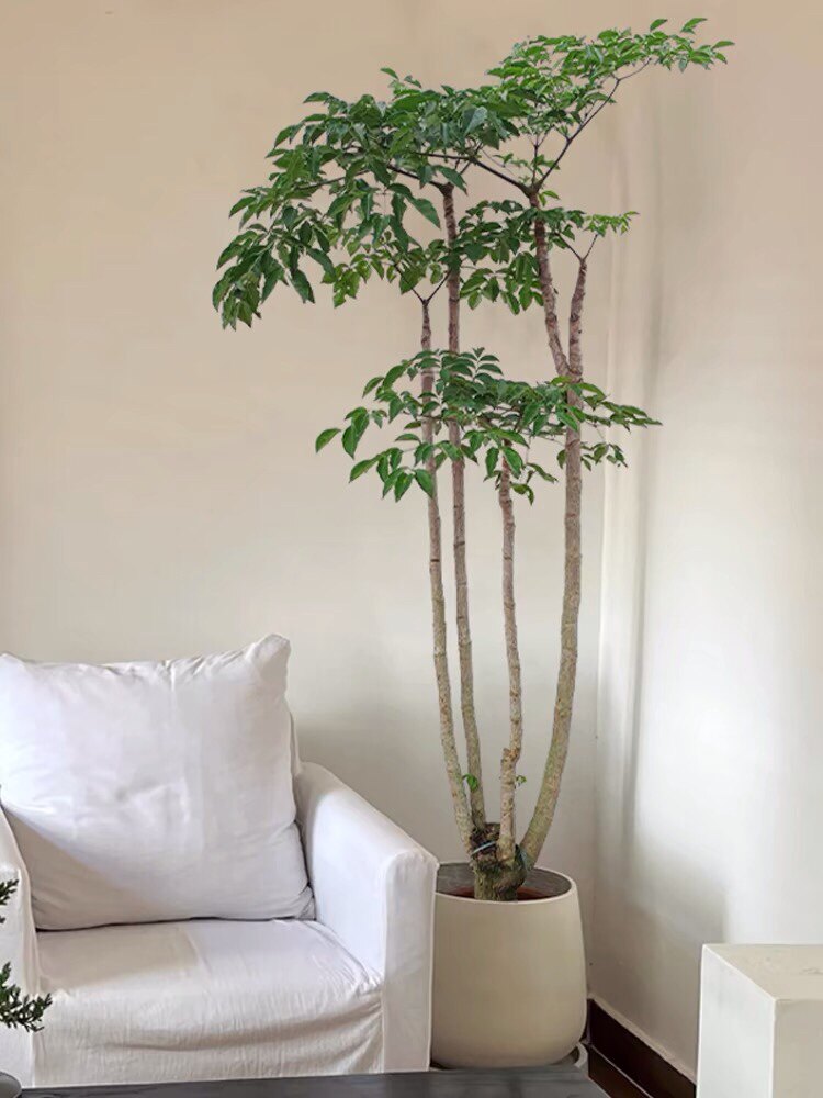 幌伞枫原生老桩幸福树大型室内客厅绿植办公室盆栽吸甲醛好养植物