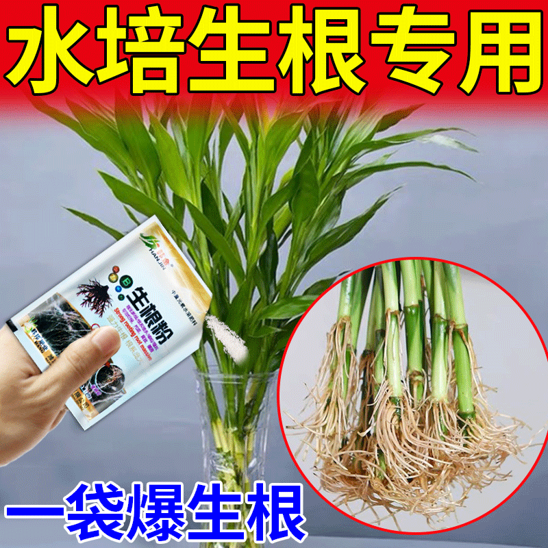 富贵竹生根粉水培菌肥强力生根壮苗水培植物扦插移栽通用型水溶肥 鲜花速递/花卉仿真/绿植园艺 家庭园艺肥料 原图主图