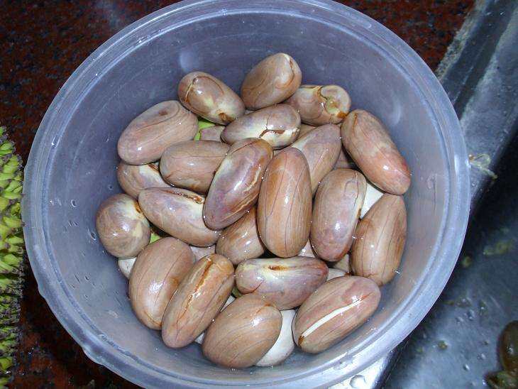 1斤/件 新鲜菠萝蜜核大树菠萝蜜果核仁籽新鲜水果核菠萝蜜籽