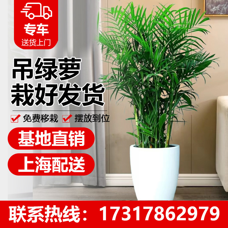 上海夏威夷竹子大型盆栽绿植客厅室内四季常青吸甲醛净化空气好养