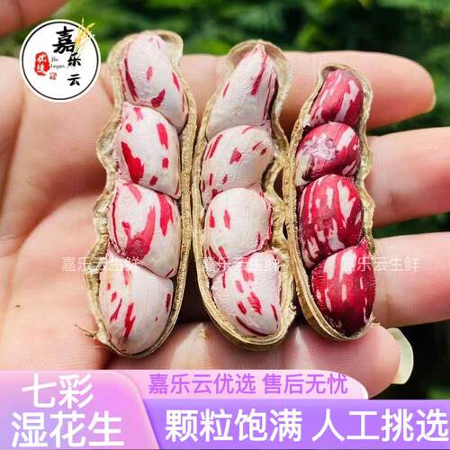 现挖新鲜湿花生七彩花生