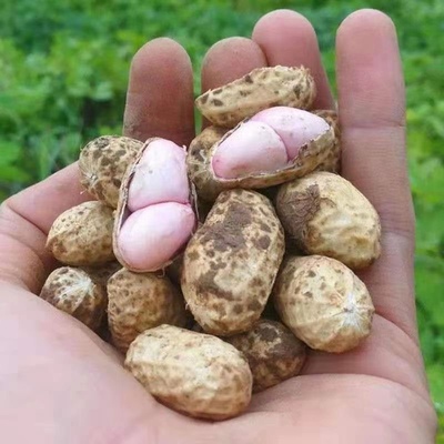 粉皮花生新鲜湿花生现挖
