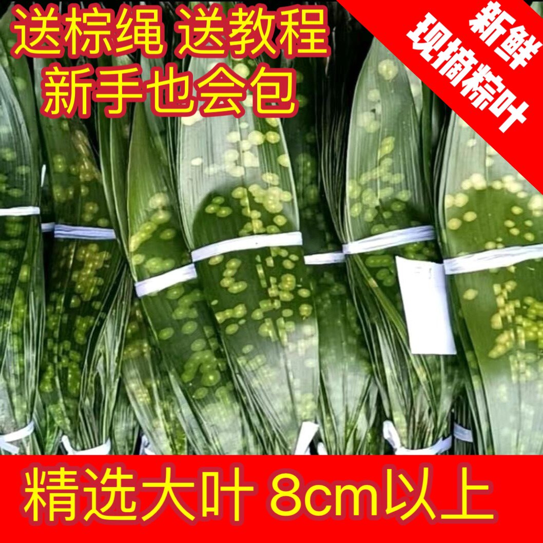 粽子叶新鲜大宽叶四川峨眉高山粽子大叶送棉线非竹叶芦端午节家用