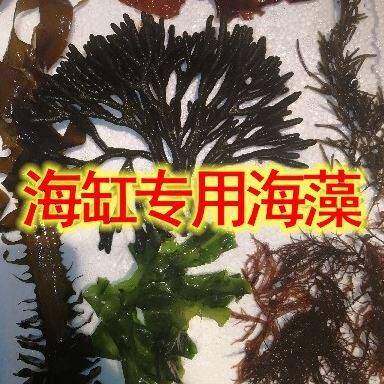 新品海缸海水鱼缸造景水藻活海藻水草海草藻缸火焰高等藻红绿葡萄