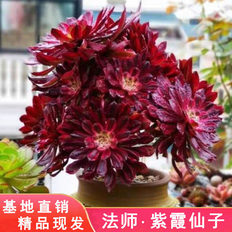 多肉法师老桩紫霞仙子大颗肉室内花卉盆栽阳台庭院小老桩多肉植物