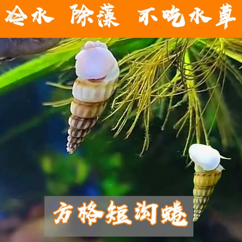 方格短沟蜷螺活体冷水好养除藻