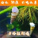 方格短沟蜷螺观赏用淡水螺无需加热好养除藻不吃水草冷水螺