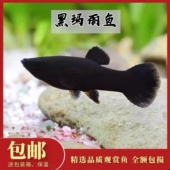 黑玛丽鱼热带鱼胎生鱼观赏鱼小型鱼淡水鱼好养新手鱼直接生小鱼