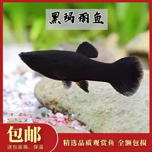 黑玛丽鱼热带鱼胎生鱼观赏鱼小型鱼淡水鱼好养新手鱼直接生小鱼
