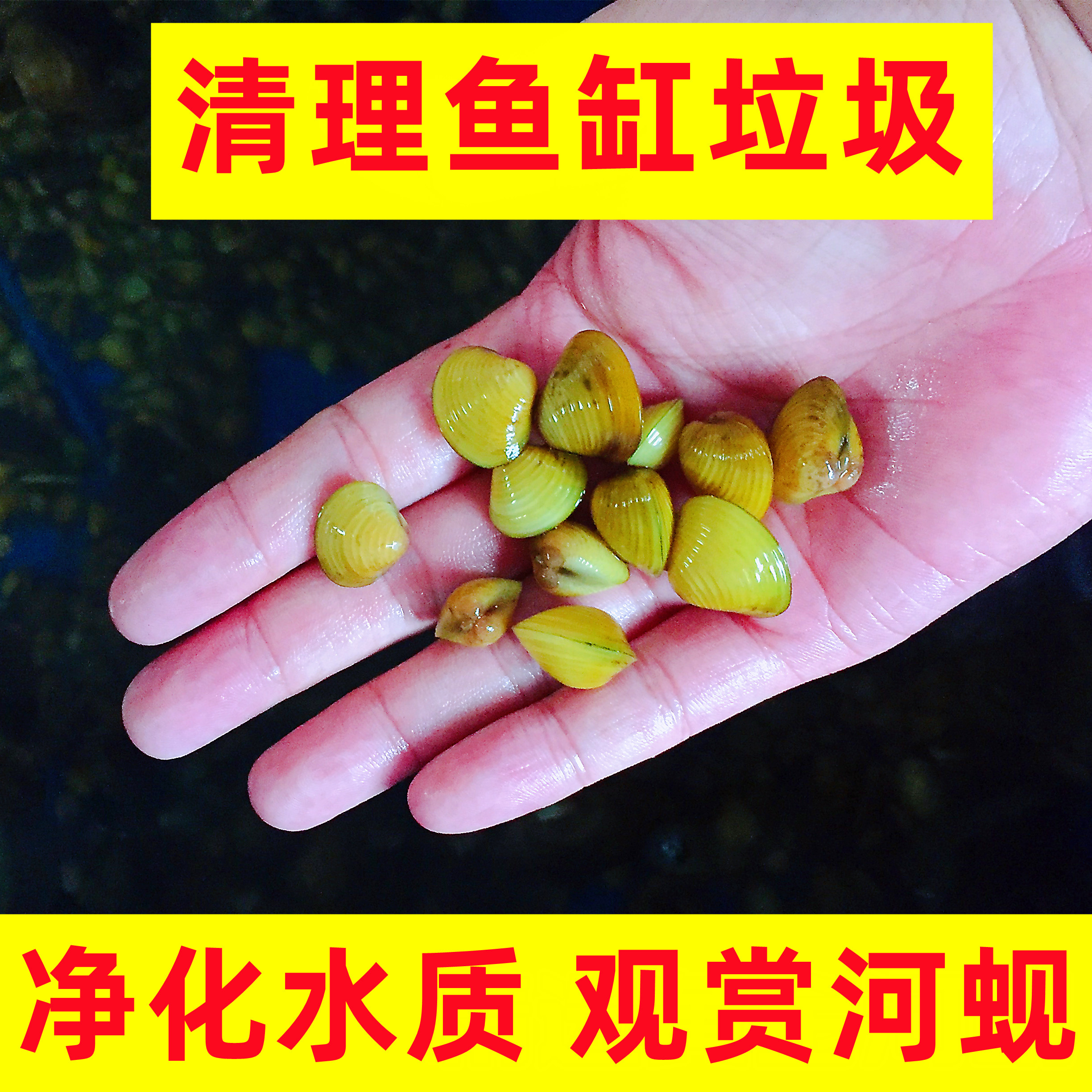 黄金河蚬溪蚬小河蚌小河蚬原生冷水淡水除绿水净化水质水族观赏