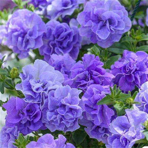 新品矮牵牛重瓣花苗伊丽莎白玛丽矮牵牛/舞春花