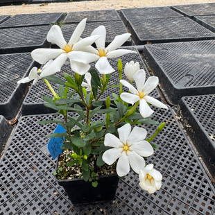 带花苞凤凰山腊玉栀子花 潮珠浓香型开花四季阳台室内外盆栽绿植