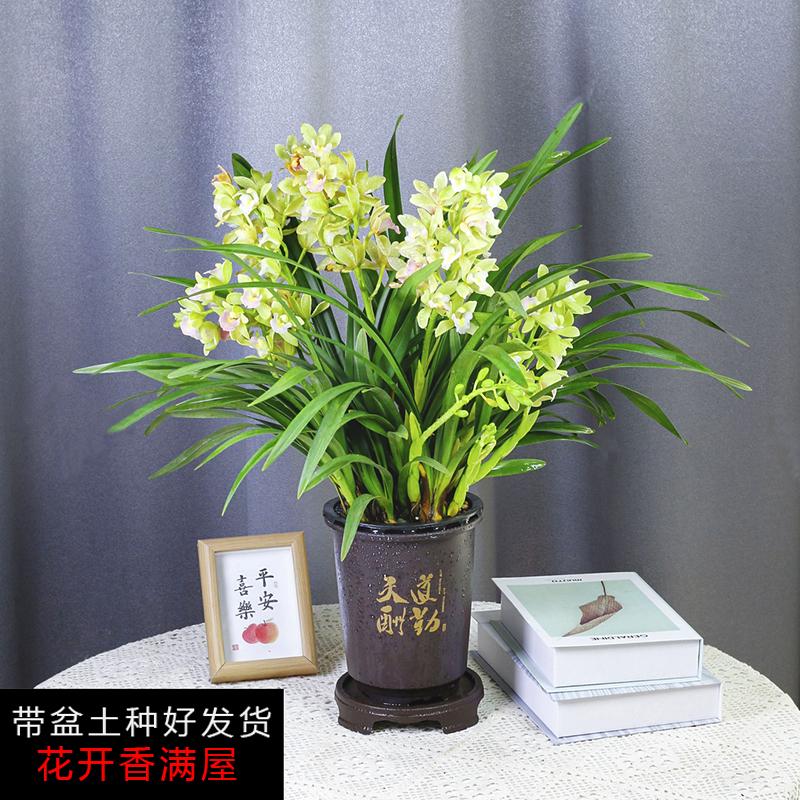 带盆种好超香兰花【香水香兰】