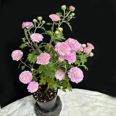 带花苞菊花粉八重菊木本菊