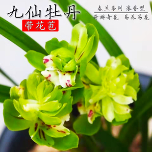 奇花 带花苞九仙牡丹 余蝴蝶名贵浓香型春兰兰花苗室内花卉盆栽