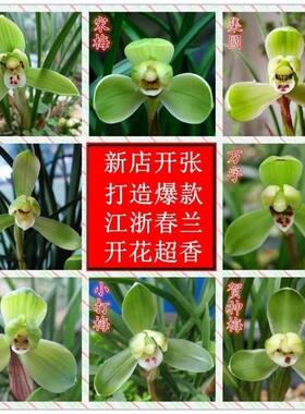 带花苞浓香型兰花苗春兰老种宋梅