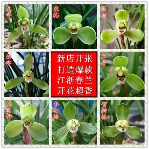 带花苞浓香型兰花苗春兰老种宋梅