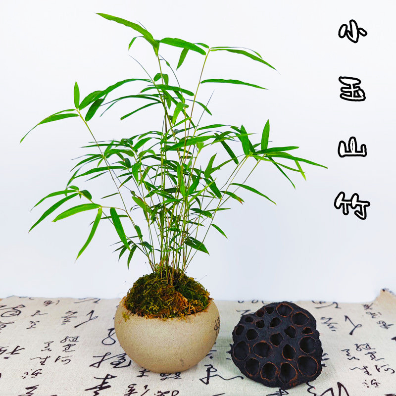 小玉山竹盆栽室内观赏绿植
