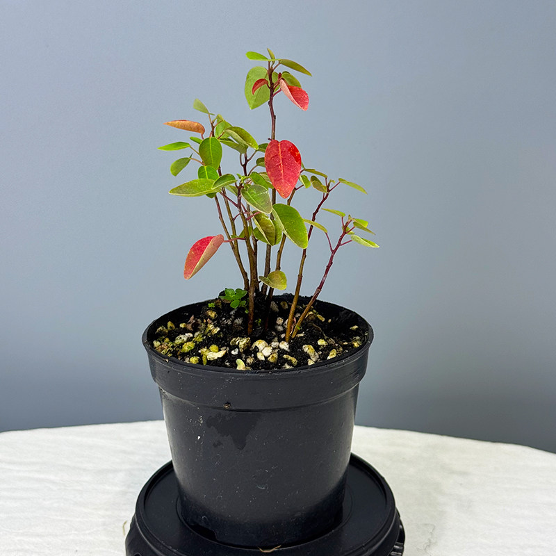 进口七彩叶姬乌桕腊子苗山乌桕