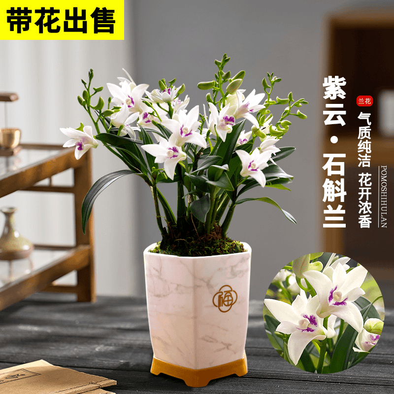 带花苞紫云石斛浓香型