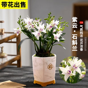 带花苞紫云石斛浓香型澳洲香水石斛高雅白花室内水培好养绿植花卉