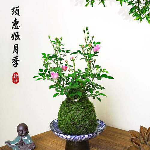 带花苞须惠姬超微月季苔藓球