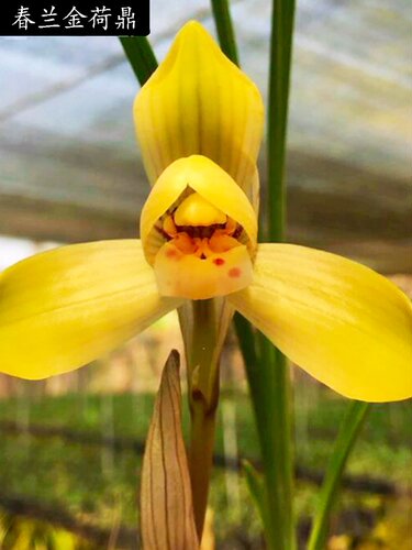 带花苞兰花苗春兰名品金荷鼎
