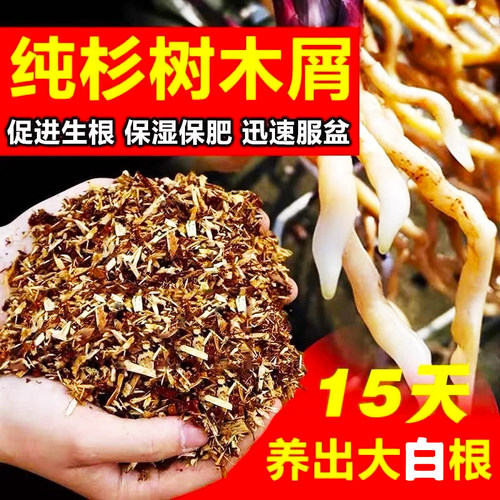 纯杉树木屑兰花多肉专用杉木屑