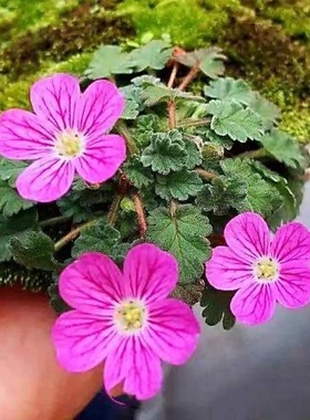 带花姬风露草盆栽牻牛儿日本山野草粉花玫红白花迷你variabile