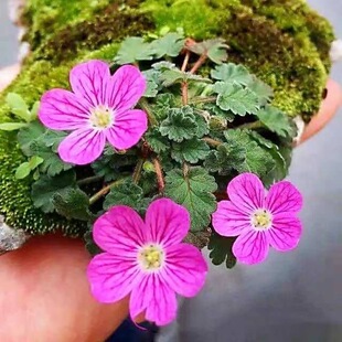 带花姬风露草盆栽牻牛儿日本山野草粉花玫红白花迷你variabile