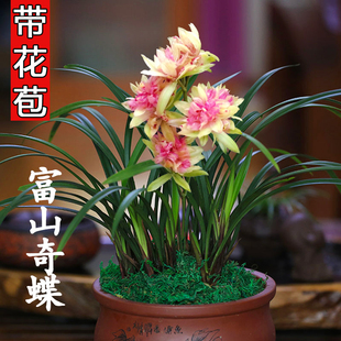 奇花夏带花苞浓香型兰花富山奇蝶梨山狮王建兰四季兰室内花卉盆栽