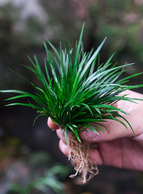 金钱菖蒲小盆景黄金姬虎须附石水培假山水陆缸造景绿植微景观植物