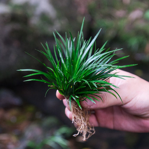 金钱菖蒲盆景黄金姬附石水培造景