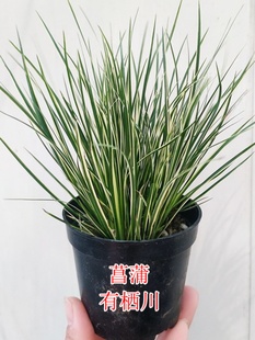 稀有金边菖蒲草有栖川水培老桩带蒲香味微型盆景鱼缸造景室内好养