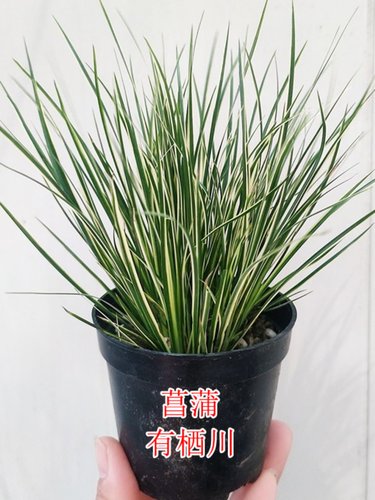 稀有金边菖蒲草有栖川水培老桩带蒲香味微型盆景鱼缸造景室内好养