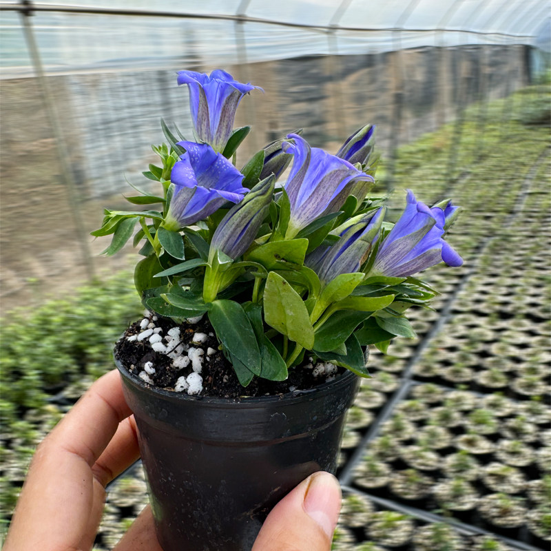 带花苞蓝色花姬龙胆花矮种盆栽海洋之心阳台庭院室内花卉植物好养