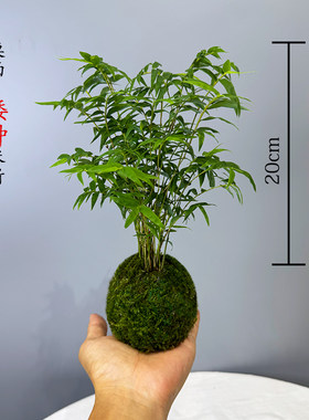 矮种米竹水培苔藓球红观音竹常青