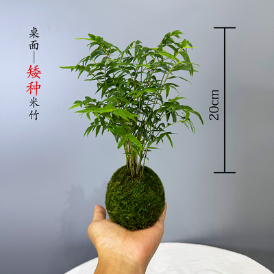 矮种米竹水培苔藓球红观音竹常青