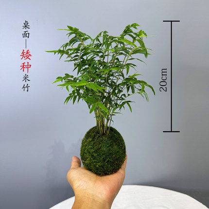 矮种米竹水培苔藓球红观音竹植物室内盆栽微盆景竹观赏竹四季常青