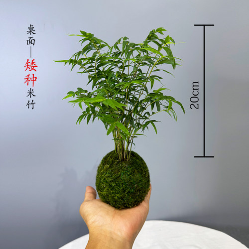 矮种米竹水培苔藓球红观音竹常青