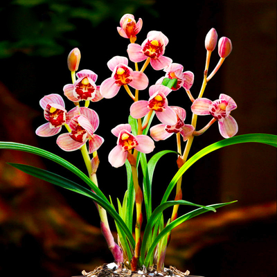 带花苞兰花苗建兰红月浓香型红花