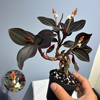 带花苞公石松血叶兰盆栽金线莲